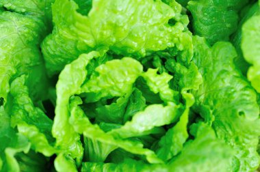 Sebze bahçesinde büyümekte olan yeşil marul, yakın plan.