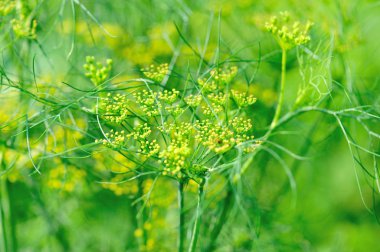Bahçede büyüyen rezene bitkileri