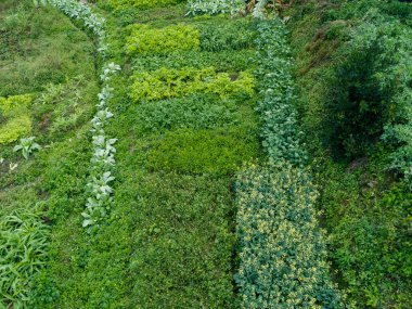 Sebze bahçesinde çeşitli sebze sebzeleri yetişiyor.