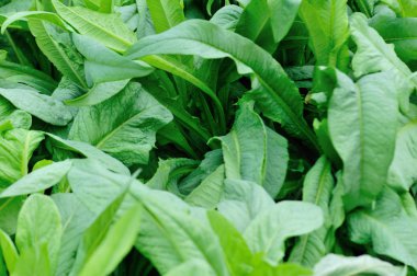 Sebze bahçesinde yeşil marul yaprakları büyüyor.