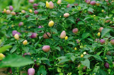 Organik sebze bahçesinde renkli biber ekinleri