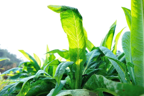 Lechuga Hoja Verde Crecimiento Huerta —  Fotos de Stock