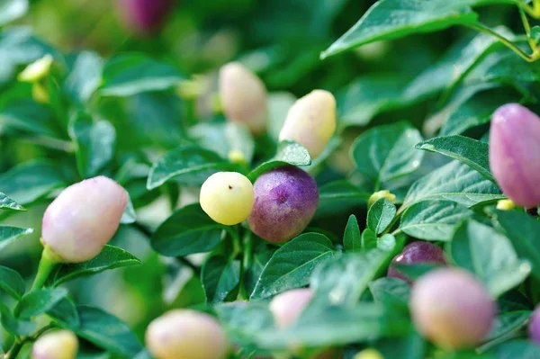 Colorful Crops Ornamental Pepper Organic Vegetable Garden — Stock Photo, Image