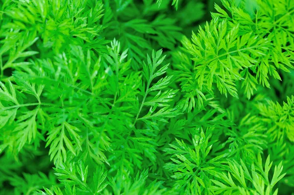 Green foliage of carrot plants in growth at vegetable garden