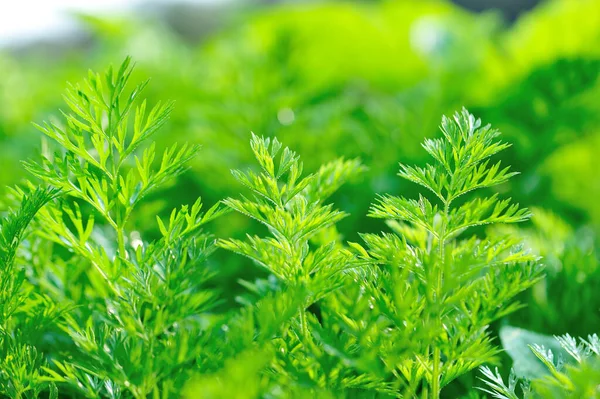 Follaje Verde Las Plantas Zanahoria Crecimiento Huerto —  Fotos de Stock