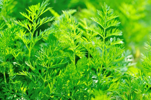 Green foliage of carrot plants in growth at vegetable garden