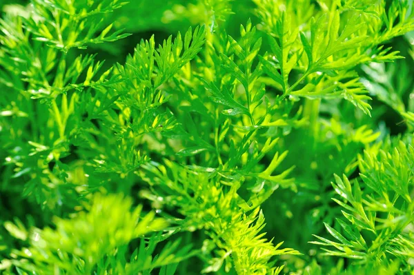 Folhagem Verde Fábricas Cenoura Crescimento Horta — Fotografia de Stock