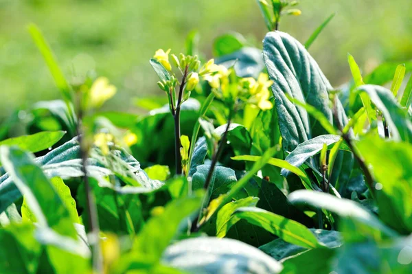 緑の中国のケール植物が菜園で開花する — ストック写真