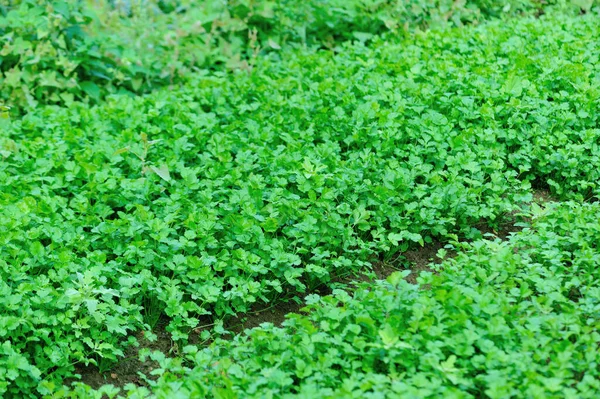 Plantas Perejil Verde Crecimiento Huerta —  Fotos de Stock