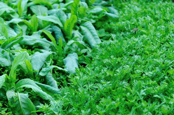 Zelený Listový Salát Korunní Sedmikráska Vegetační Zahradě — Stock fotografie