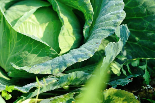 Grünkohlkopf Gemüsegarten Sonnenlicht — Stockfoto