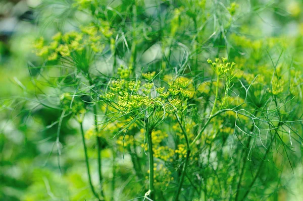Rostliny Fenyklu Kvetoucí Zahradě — Stock fotografie