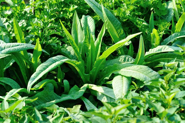 Foglie Verdi Lattuga Verdure Crescita Orto — Foto Stock