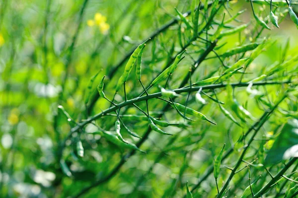 Colza Verde Crescita Orto — Foto Stock