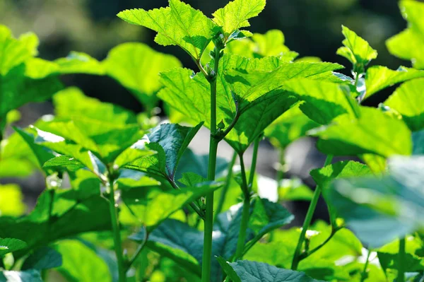 Zelená Zimní Amarantu Rostliny Růstu Garden — Stock fotografie