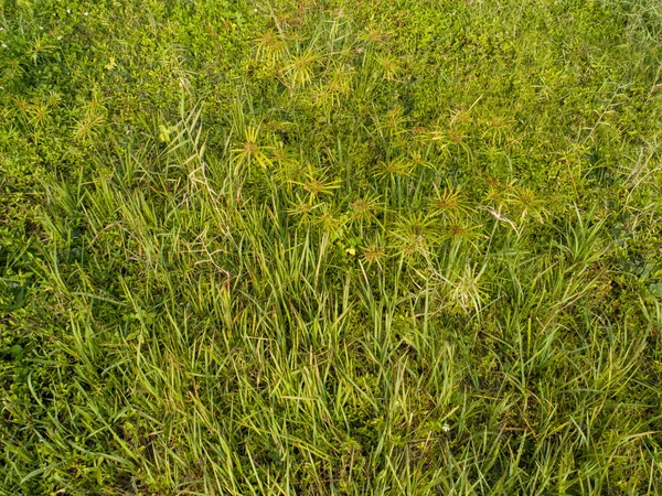 Vista Alto Angolo Erba Verde All Inizio Della Primavera — Foto Stock