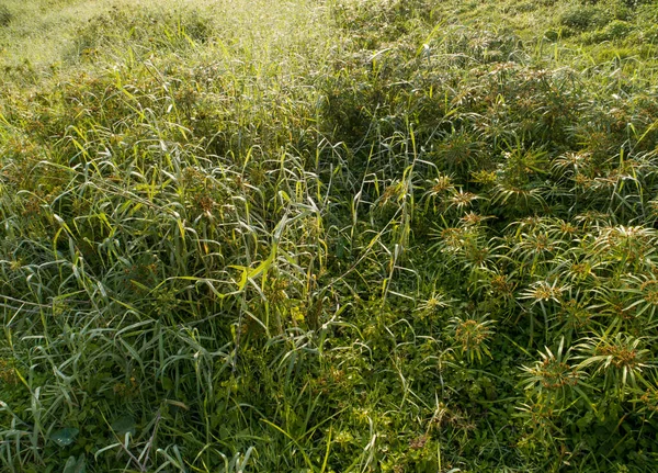 早春の緑の芝生の高い角度の眺め — ストック写真