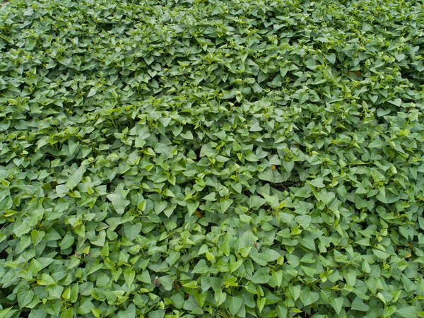Süßkartoffelblätter Wachsen Garten — Stockfoto