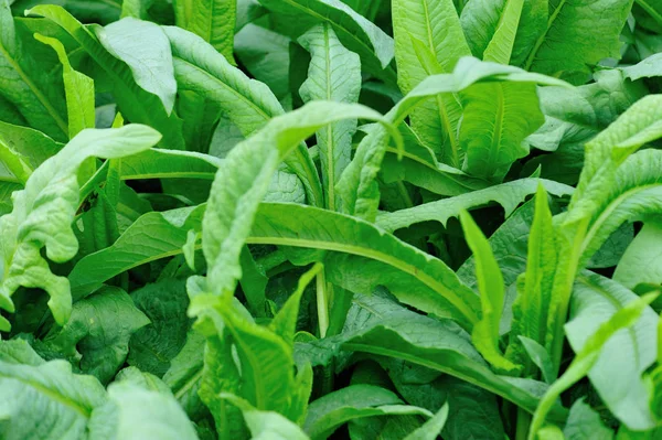 Grüne Salatblätter Gemüsegarten — Stockfoto