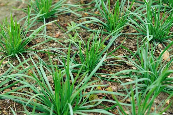 Groene Preibladeren Groei Bij Moestuin — Stockfoto