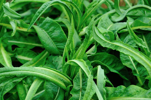 Green Leaves Lettuce Growth Vegetable Garden — Stock Photo, Image