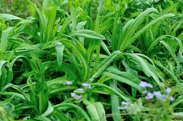 Zelené Listy Salátu Porostu Zeleninové Zahradě — Stock fotografie