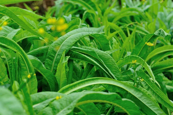 Grüne Salatblätter Gemüsegarten — Stockfoto