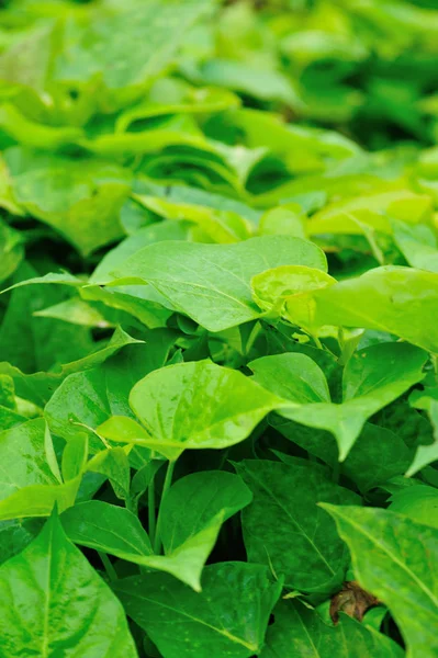 Green Leaves Growing Organic Sweet Potatoes Organic Farming — Stock Photo, Image