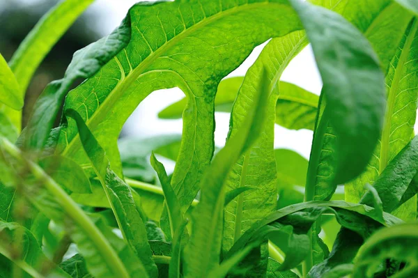 Green Leaves Lettuce Growth Vegetable Garden — Stock Photo, Image