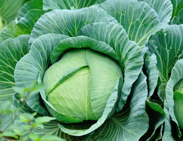 Kop Van Groene Kool Groei Plantaardige Tuin Het Zonlicht — Stockfoto