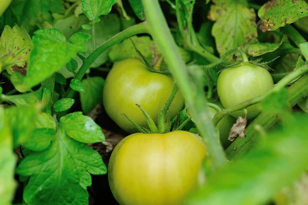 Green Fruit Growing Organic Potatoes Organic Farming — Stock Photo, Image