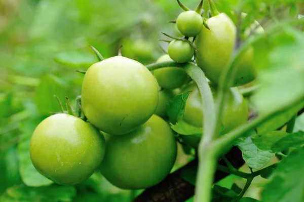 Zelené Ovoce Pěstování Ekologických Brambor Ekologické Zemědělství — Stock fotografie