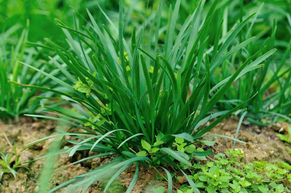Green Leek Leaves Growth Vegetable Garden — Stock Photo, Image