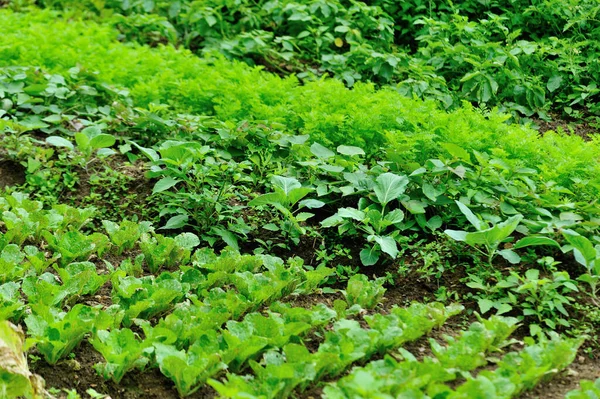 Het Kweken Van Diverse Groene Bladgroenten Tuin Biologische Landbouw — Stockfoto