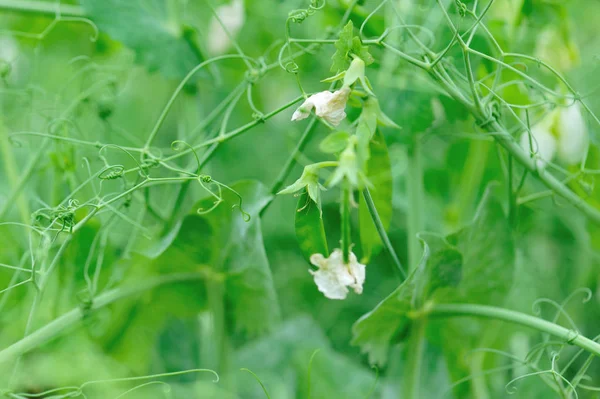 Floraison Pois Verts Dans Jardin Agriculture Biologique — Photo