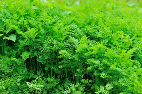 Green foliage of carrot plants in growth at vegetable garden