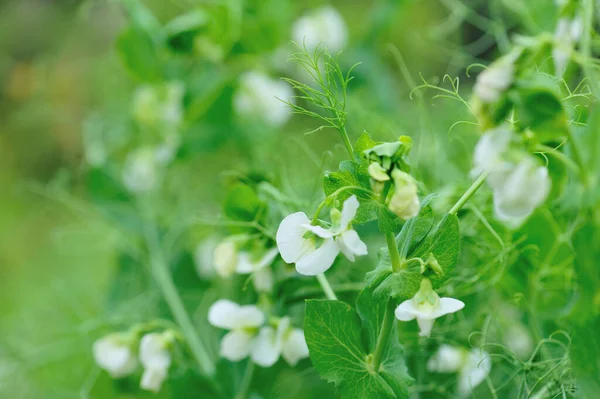 Kvetoucí Zelené Hrachové Rostliny Zahradě Ekologické Zemědělství — Stock fotografie