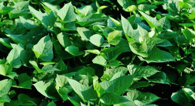 Organik tatlı patatesler yetiştirmek, organik tarım