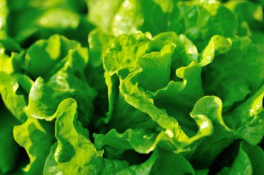 Sebze bahçesinde yeşil marul yetişiyor.