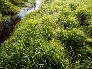 Bahar sabahında küçük dereli yeşil çimenler.