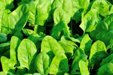 büyüme sebze, yeşil ıspanak Bahçe bırakır