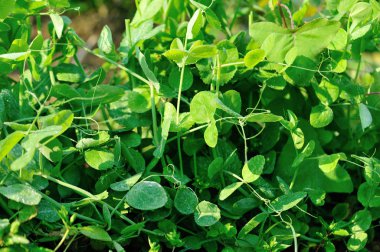 Bahçede büyüyen yeşil bezelyeler, organik tarım