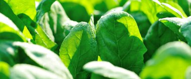 büyüme sebze, yeşil ıspanak Bahçe bırakır