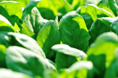 büyüme sebze, yeşil ıspanak Bahçe bırakır