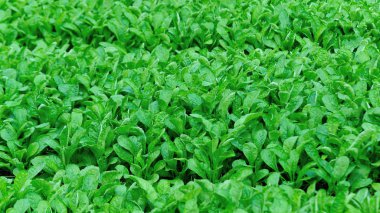 Sebze Bahçe büyüme yeşil choy Özetle