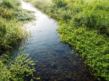 Bahar sabahında küçük dereli yeşil çimenler.