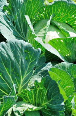 Sebze bahçesinde yeşil lahana yetişiyor.