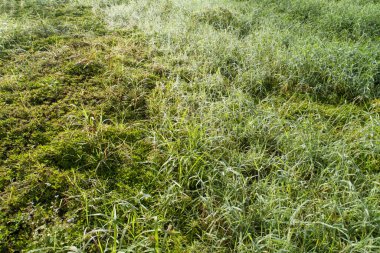Yeşil çimenler ve çiğ damlaları bahar sabahı güneşi