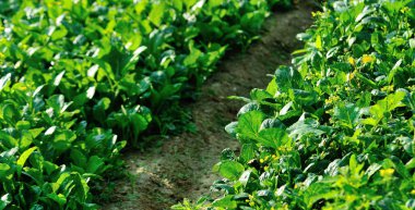 Sebze Bahçe büyüme yeşil choy Özetle