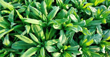 Sebze bahçesinde yeşil yapraklı marul yetişiyor.